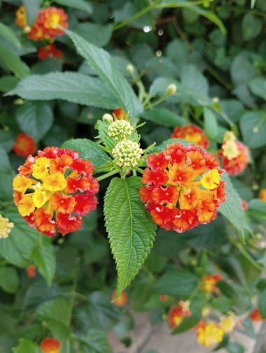 Solerantonio2 en Hamelin: Flora  (Avenida del Mediterráneo), Lantana camara, Planta