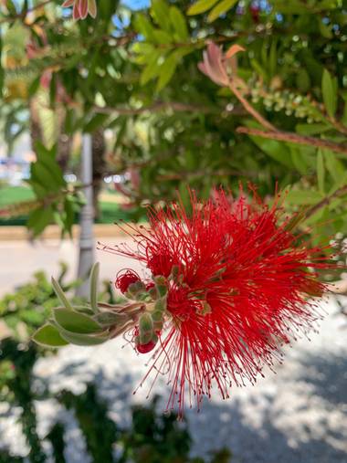 carogv1995 en Hamelin: Flora  (Molina de Segura), Callistemon citrinus, #floresbonitas #murcia #flora21