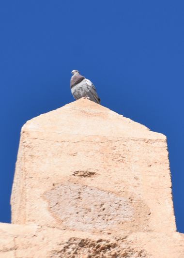 Solerantonio2 en Hamelin: Fauna  (Almería), Ave