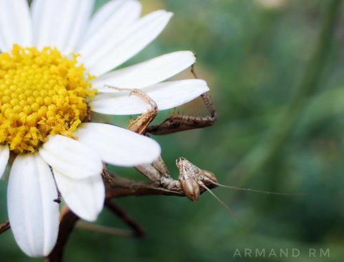 Armand RM en Hamelin: Fauna 