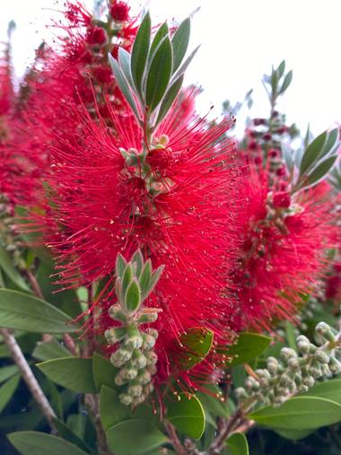 Zetadeuve en Hamelin: Flora  (San Cristóbal de La Laguna), #flora21 
#tenerifelicidad 