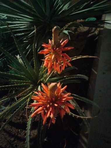 Solerantonio2 en Hamelin: Flora  (Almeria), Aloe arborescens, Planta