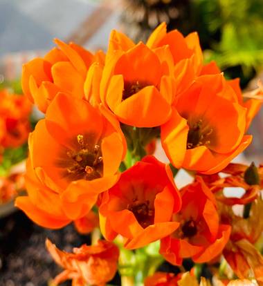 su en Hamelin: Flora  (Marbella), #flora21 