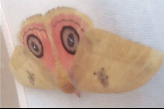 marigoz480 en Hamelin: Fauna  (Tame), #mariposa 