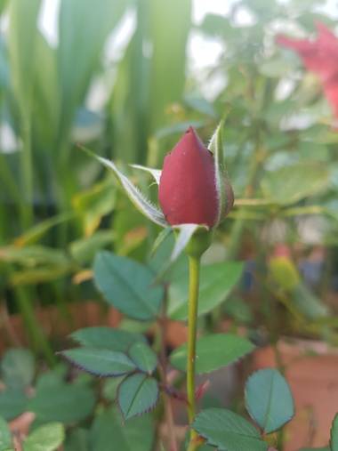 Ana Guillén en Hamelin: Flora, Capullito de clavel rojo