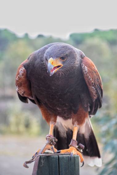 carmen.guerra1997 en Hamelin: Fauna  (Cazorla), Parabuteo unicinctus (Temminck, 1824), Águila de Harris #aves21 #hamelin21 