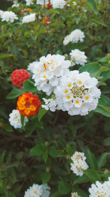 Solerantonio2 en Hamelin: Flora  (Almeria), Lantana canescens, Planta