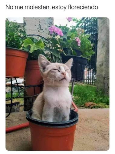 Diana Rosa en Hamelin: Fauna, Meditando ....