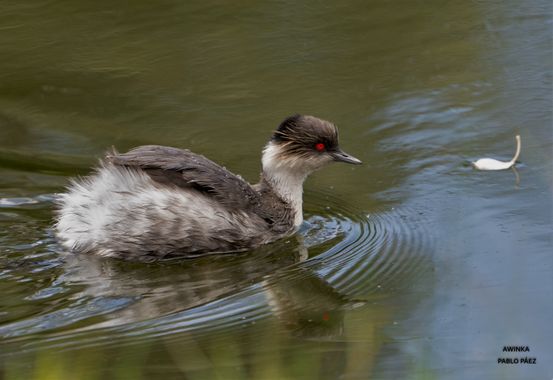 Pabloalbertopaez en Hamelin: Fauna  (Columbe), Podiceps occipitalis Garnot, 1826, ojos espectaculares