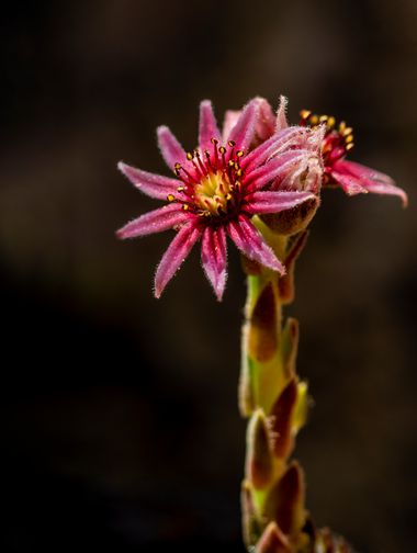 Juanfra.1791 en Hamelin: Flora  (Paterna del Río), Sempervivum minutum (Kunze ex Willk.) Nyman ex Pau