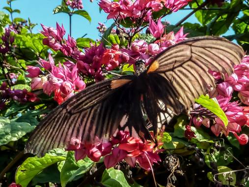 rqsalcedo en Hamelin: Fauna  (Namarjung)