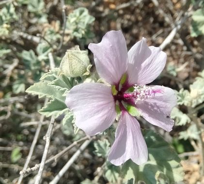 Solerantonio2 en Hamelin: Flora  (Níjar), Malva subovata, Planta