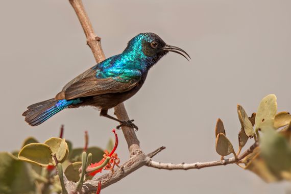 Ignicapillus en Hamelin: Fauna  (Sderot Sheshet HaYamim), Cinnyris osea Bonaparte, 1856, Suimanga palestina

	La suimanga palestina es una de las únicas do...
