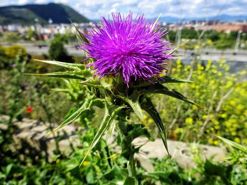 Mivilor68 en Hamelin: Flora  (Ponferrada), Silybum marianum, Cardo mariano
#flora21 
#cardos 