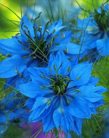 Rosa del Desierto en Hamelin: Flora  (Barcelona), Nigella damascena, #flora