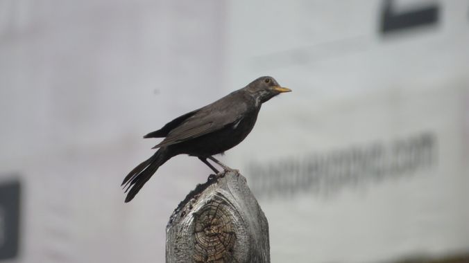 Solerantonio2 en Hamelin: Fauna  (Getafe), Turdus merula Linnaeus, 1758, Ave