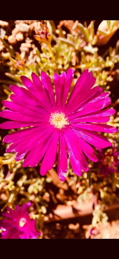 m.ayibiza2017 en Hamelin: Flora 
