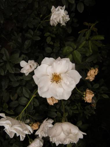 Pikeriel en Hamelin: Flora, #roses #rosa #rosablanca #macro #rosas #wallpaper 