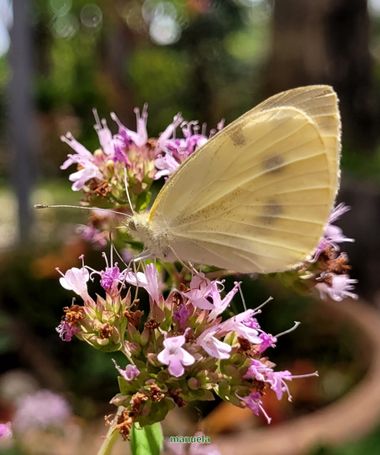 Msanchezvasco en Hamelin: Fauna  (Ulldecona), Pieris Schrank, 1801, Pieris napi, vulgarmente llamada blanca verdinervada, es una mariposa de tamaño mediano...