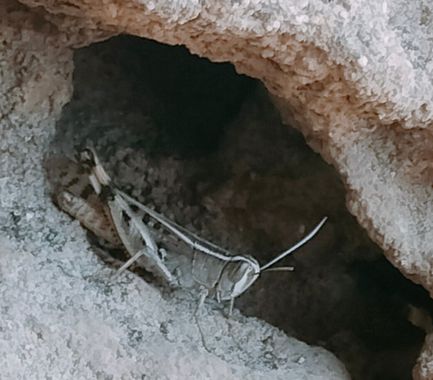 Solerantonio2 en Hamelin: Fauna  (El Pocico), Saltamontes