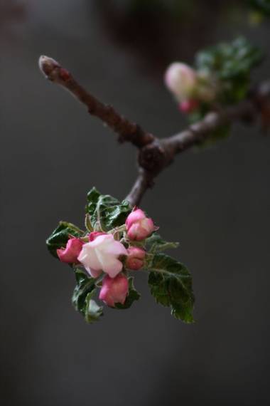 Iciar.ramos71 en Hamelin: Flora  (Madrid), Malus sylvestris Moench, La primavera ya quiere explotar aunque sea timidamente. Y después  del
Invierno que hem...