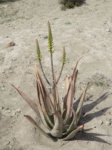 Solerantonio2 en Hamelin: Flora  (Almería), Aloe vera, Planta