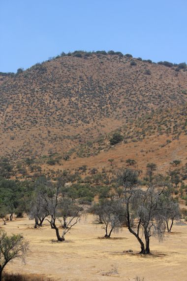 XxPrOzMeNxX en Hamelin: Paisaje, #sky #amarillo #arboles #arbustos #azul #bäume #blau #cerro #chile #cielo #color #colours #farben #gelb #hügel #hill #him...