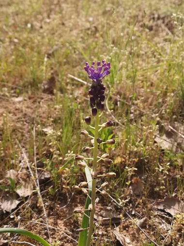 Lunamartin en Hamelin: Flora, Muscari comosum, Jacinto o Nazareno