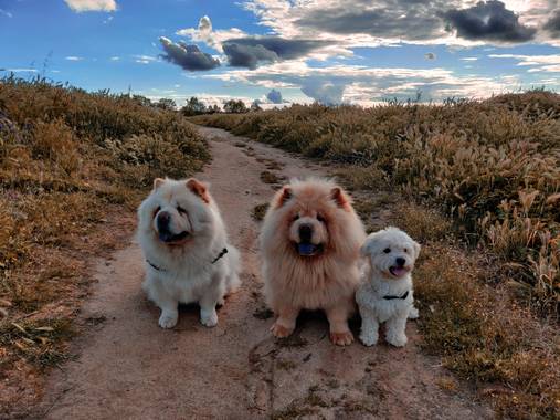 A Chow Chow dog named Rica, Choco and Toby.