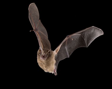 Lanz en Hamelin: Fauna  (Jaltocán), 
#murcielago  #murcielagos #bata #mamiferos  #vertebrado  #noche #fauna  #faunasalvaje  #wildlife  #wildlifephotography...
