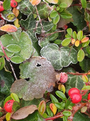 Moni_k0419 en Hamelin: Flora  (Pully), #paisajes#naturaleza#neige#hoja#suiza