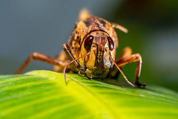 Florentinoeugenio en Hamelin: Fauna  (Coslada), #saltamonte 