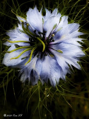 Eva.160968 en Hamelin: Flora  (Jette), Nigella damascena, #flora #flor