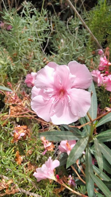 Solerantonio2 en Hamelin: Flora  (Paseo Marítimo de Ribera), Nerium oleander, Planta