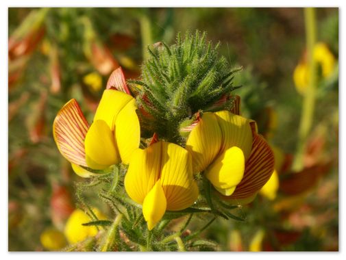 barbanegra707 en Hamelin: Flora  (Esplugues de Llobregat), Ononis natrix, #pegamoscas 