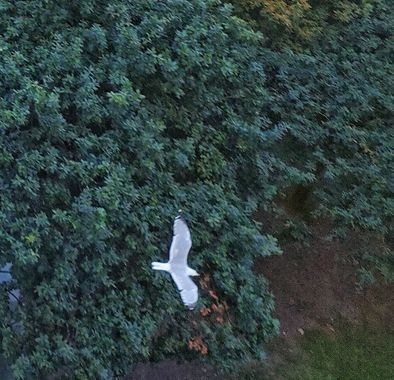 Mpinfante en Hamelin: Paisaje, Sobrevuelo de una gaviota