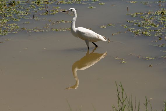 Romareyesg en Hamelin: Fauna  (El Prat de Llobregat), Egretta garzetta (Linnaeus, 1766)