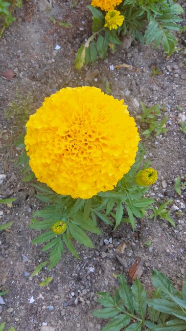Solerantonio2 en Hamelin: Flora  (Avenida de la Vega de Acá), Tagetes erecta, Planta