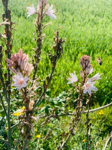 Clari Montal en Hamelin: Flora  (Lloret de Vistalegre), Asphodelus ramosus, #primavera2021 #mallorca #sineu 
