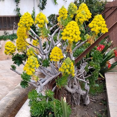 Solerantonio2 en Hamelin: Flora  (Almería), Planta