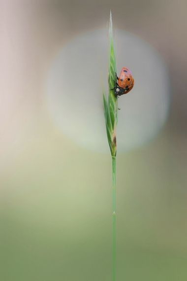 Antonio.rsoto.66 en Hamelin: Fauna  (Hinojos), #faunayflora   la espiga y la mariguita
