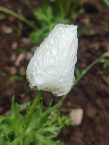 Angelambelly en Hamelin: Flora  (Gerona), #blanca #gotasdelluvia #gotasdeagua 