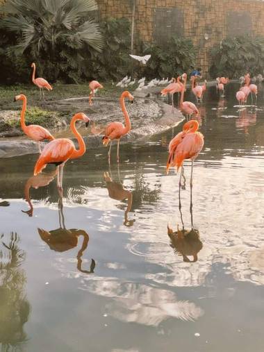 Amigomar197171 en Hamelin: Fauna  (Miami), Como los demás flamencos son aves altas y esbeltas, con patas y cuello muy largos, y un característico pico curv...