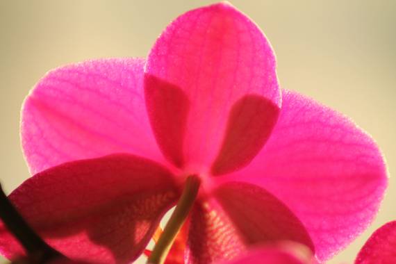 Manelsersol en Hamelin: Flora  (Olot), #FLORA #FLOR #naturaleza #macrofotos #macroflores #contraluzfotografia 