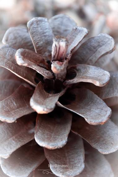 Marta.barizon en Hamelin: Flora  (Alicante (Alacant)), Piña macro. 