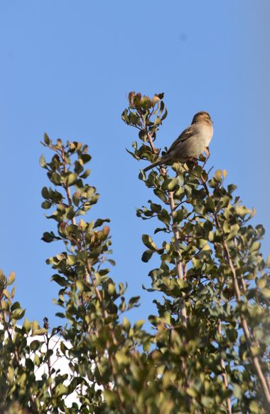 Solerantonio2 en Hamelin: Fauna  (Almería), Passer domesticus (Linnaeus, 1758), Gorrion comun