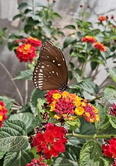 Maria Chereja en Hamelin: Fauna, Euploea core Cramer, 1780, #mariposa