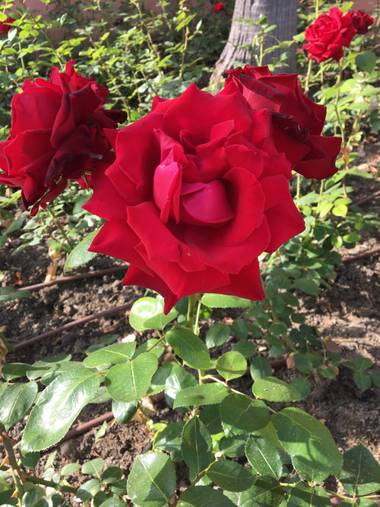 auricahk en Hamelin: Flora, Rosa chinensis, costa del sol garden
