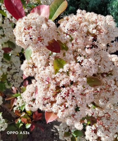 Solerantonio2 en Hamelin: Flora  (Madrid), Photinia serrulata, Planta