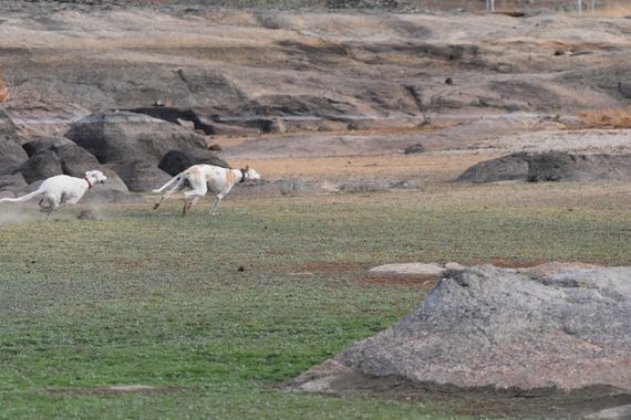 Info en Hamelin: Fauna, galgos en Extremadura
